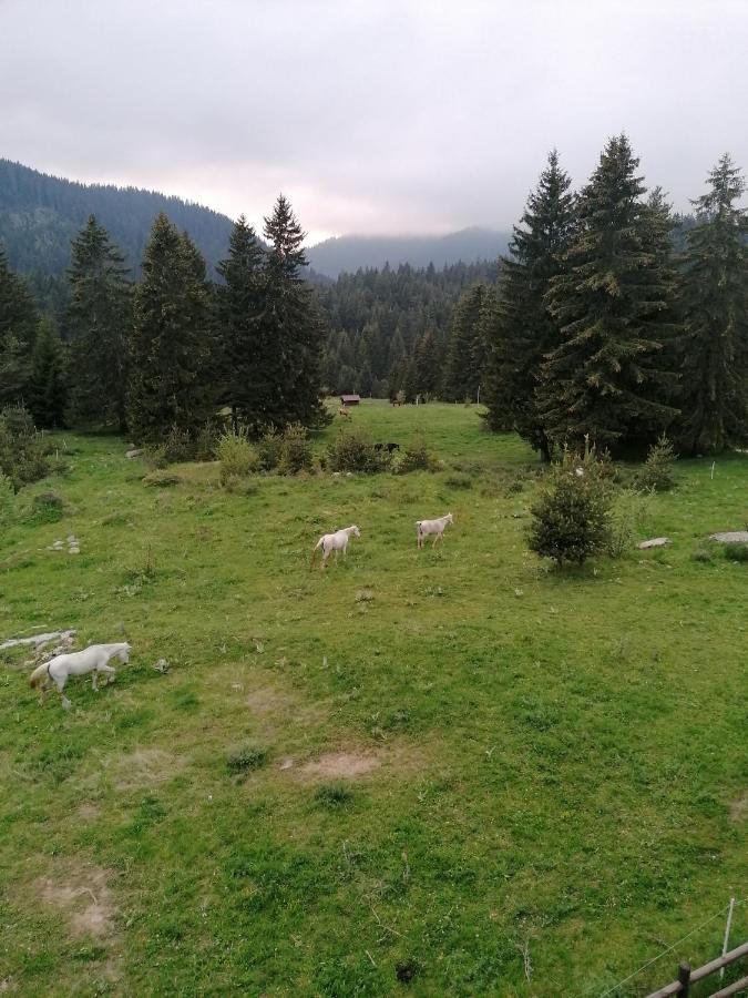 Forest Home 524 Smolyan Exterior foto